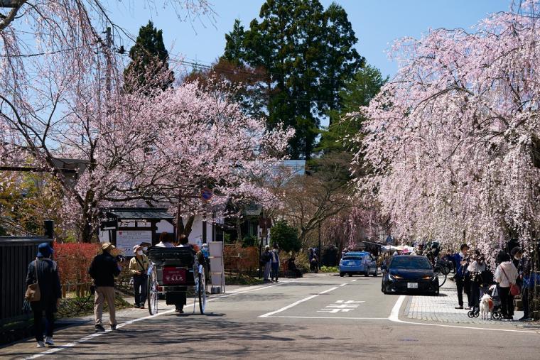 武家屋敷通りのシダレザクラ