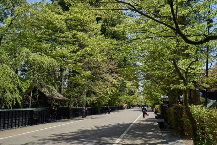 武家屋敷通りの新緑