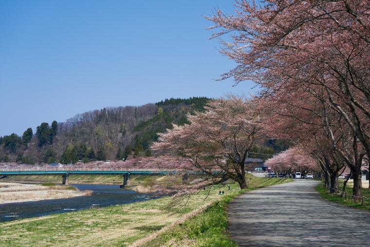 桧木内川堤の桜並木