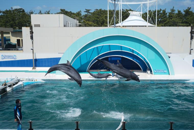 イルカのショー