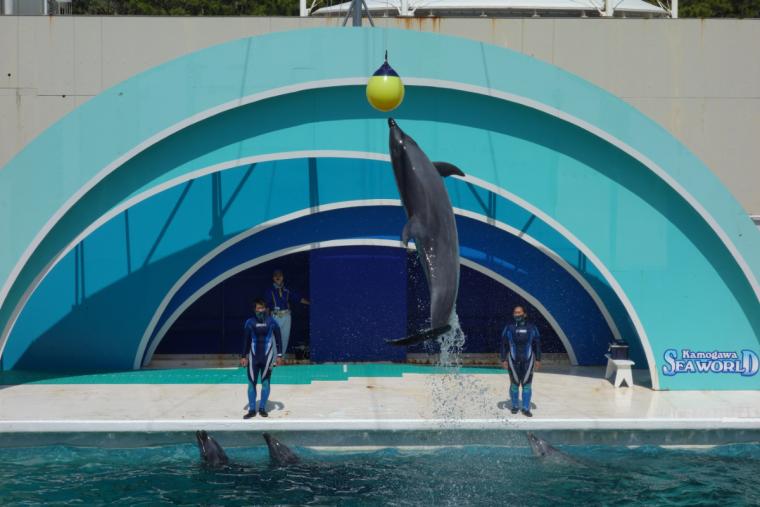 イルカのショー