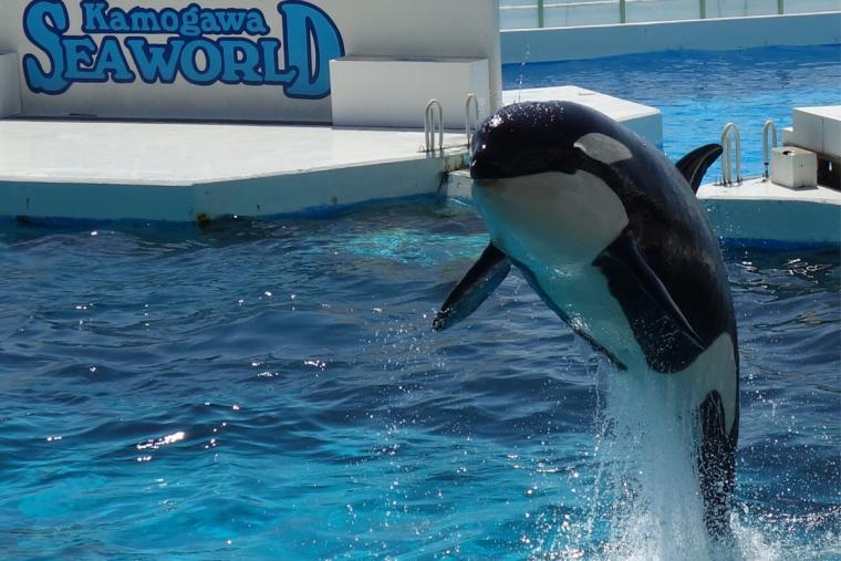 シャチのパフォーマンス