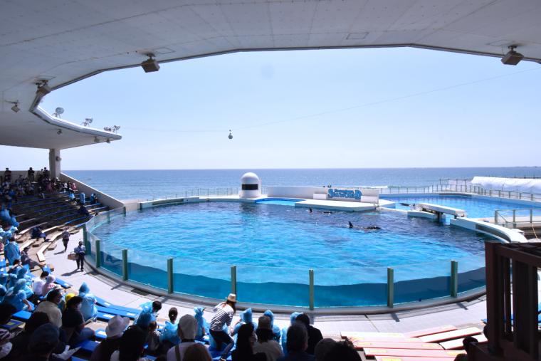 シャチのパフォーマンス