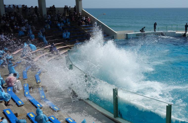 シャチのパフォーマンスで水濡れも