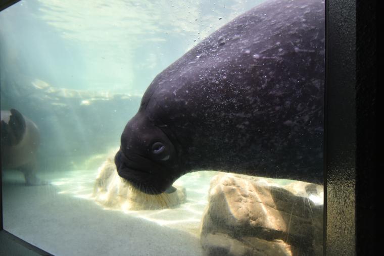 水槽をノックすると動物たちが挨拶に来てくれることも