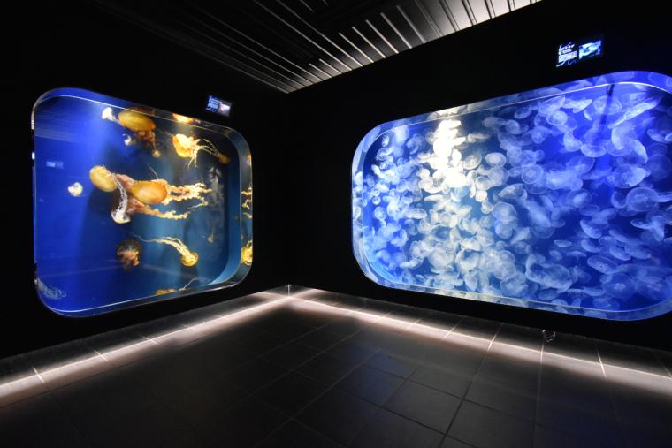 エコアクアロームの深海エリア「Kurage Life」