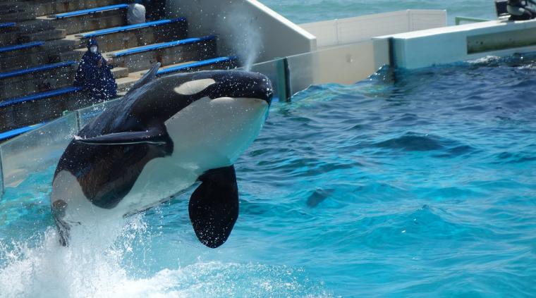 シャチのパフォーマンス