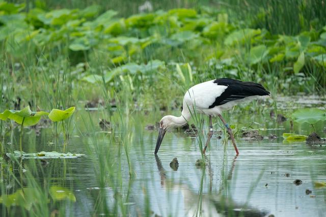 水路とつながるレンコン畑には絶滅危惧種とされるコウノトリが飛来します