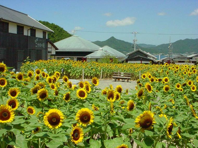 二十四の瞳映画村 ヒマワリ