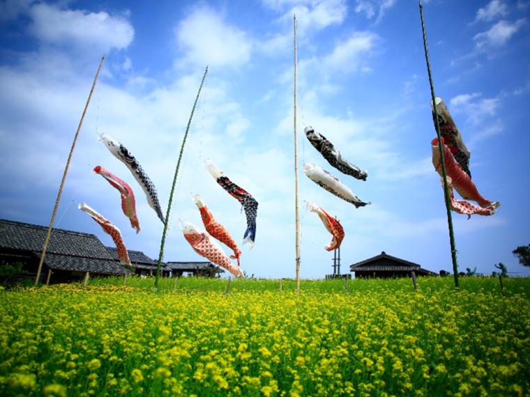 二十四の瞳映画村 菜の花・鯉のぼり