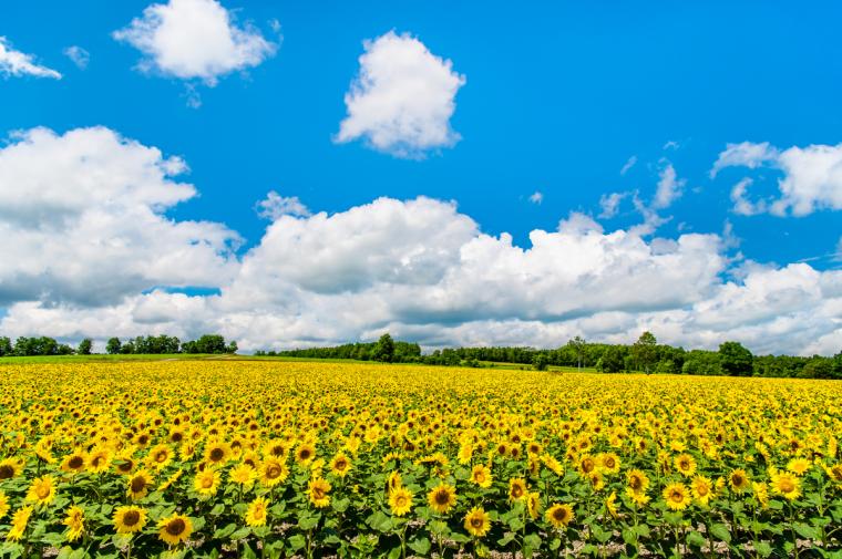 北竜町ひまわりの里
