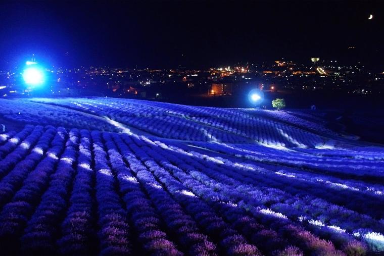 日の出公園ラベンダー園