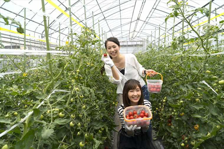 フルーツトマト狩り杤本農園