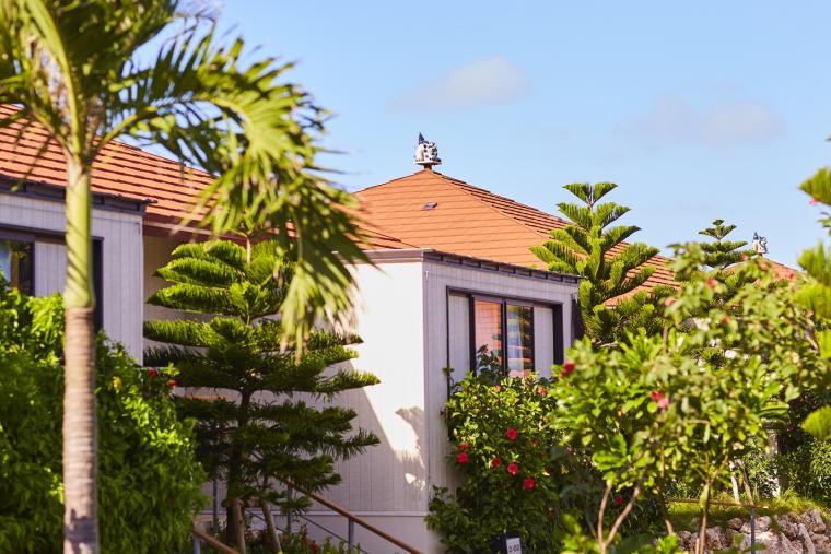 ハイビスカスが咲き乱れる風景