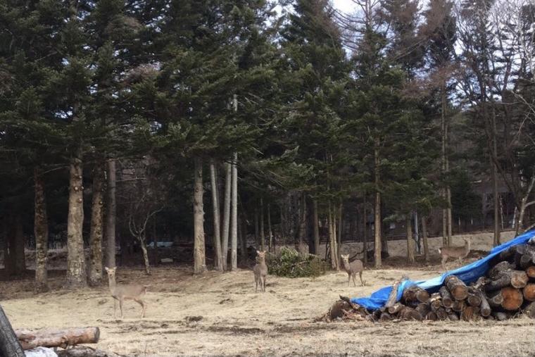 「創業大正十五年 蓼科 親湯温泉」の近辺に現れた野生の鹿