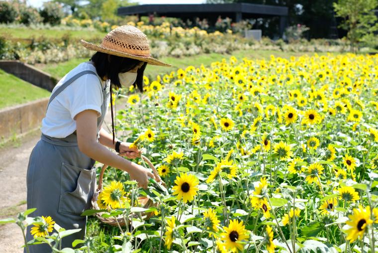 「ひまわり一輪摘み」の様子