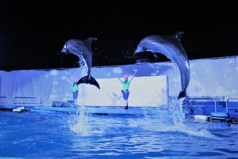 仙台うみの杜水族館　DIVE TO SEATOPIA