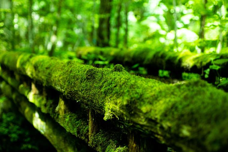 星野リゾート 奥入瀬渓流ホテル 苔さんぽ