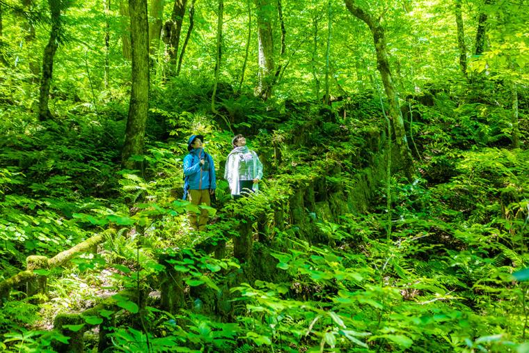 星野リゾート 奥入瀬渓流ホテル 苔さんぽ