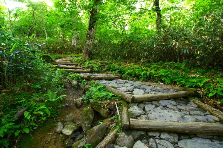 尾瀬ハイキング