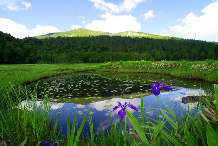 尾瀬ハイキング