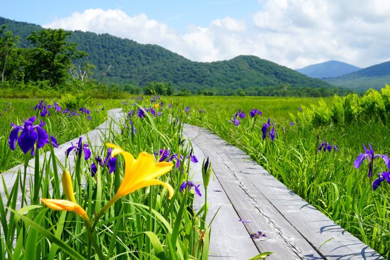 尾瀬ハイキング