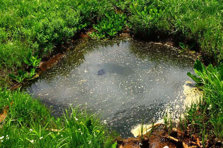 尾瀬ハイキング