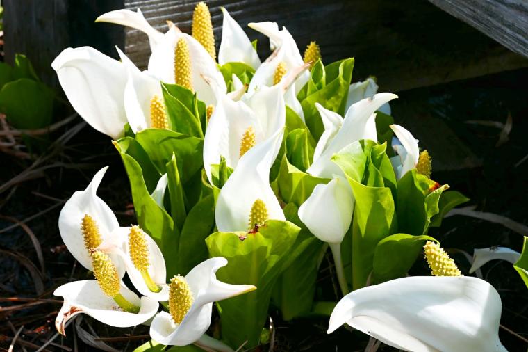 尾瀬ハイキング