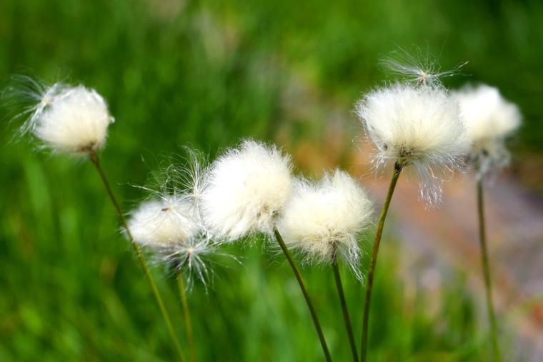 尾瀬ハイキング