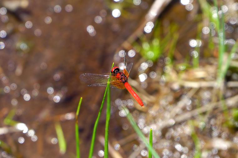 尾瀬ハイキング