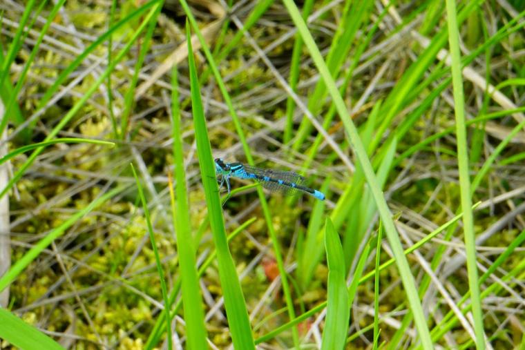 尾瀬ハイキング