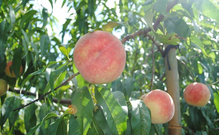 ～世界遺産の隠れ宿～果実の森