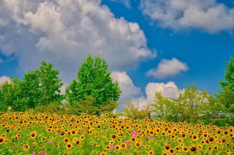 ハーベストの丘