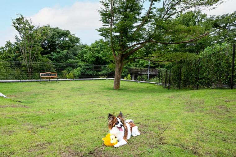 ラ・ドッグリゾート