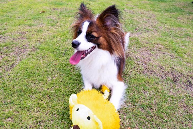 ラ・ドッグリゾート