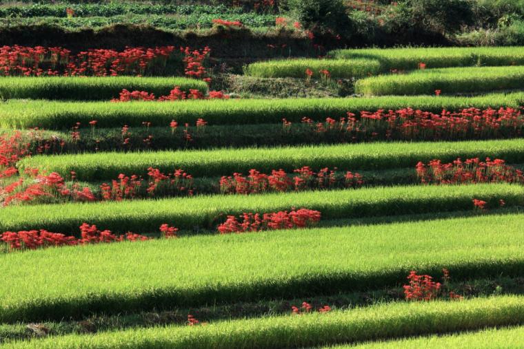 明日香村・稲渕地区の彼岸花