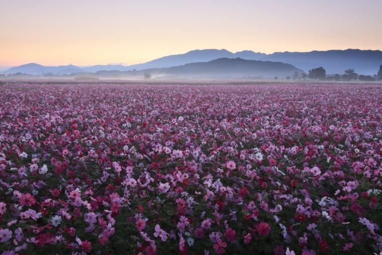 橿原市藤原宮跡のコスモス