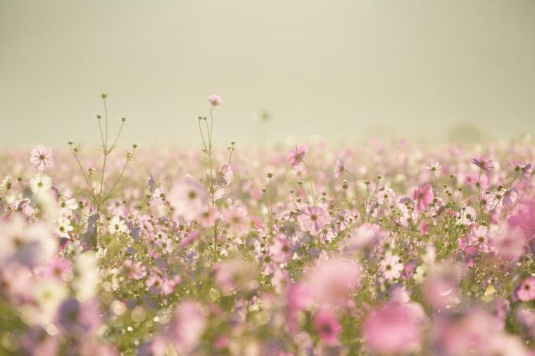 橿原市藤原宮跡のコスモス