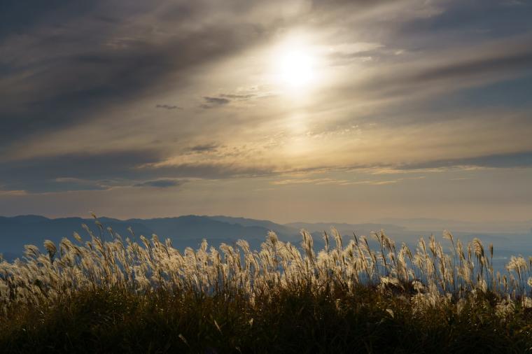 葛城高原のススキ