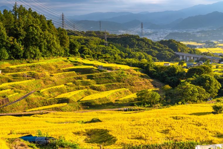 稲倉の棚田