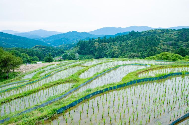 久留女木の棚田