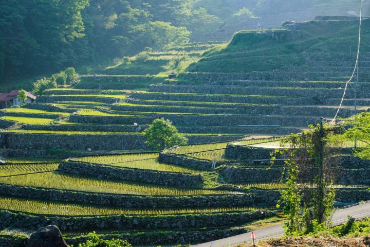 大井谷棚田