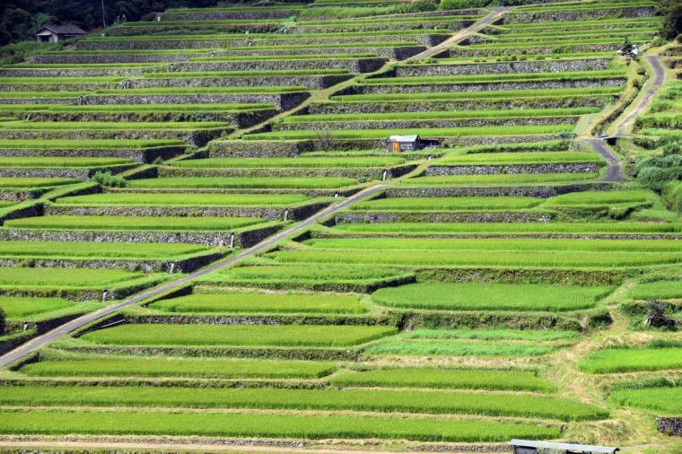 坂元棚田