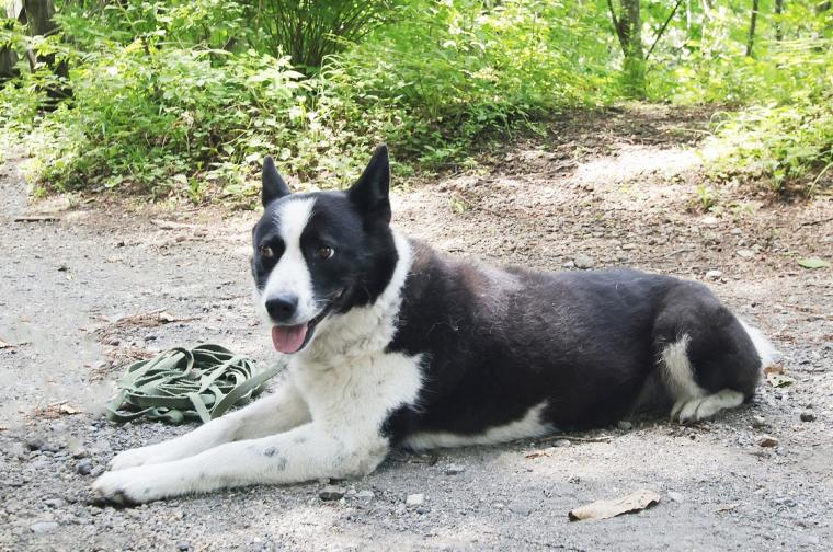 クマと人との共存に向けた取り組みを学ぶスタディツアー