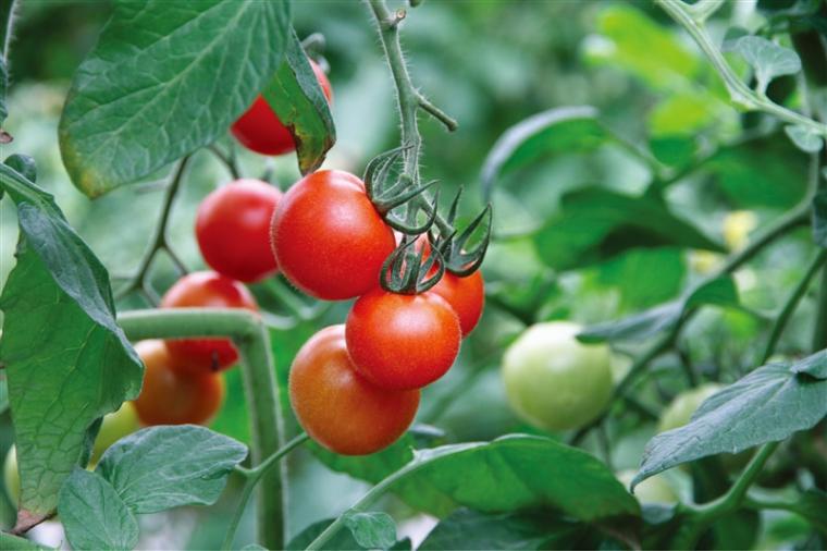 “発酵するホテル”「ＥＭウェルネス暮らしの発酵ライフスタイルリゾート」