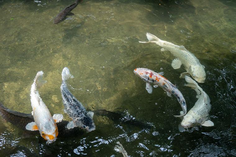 大寧寺の鯉