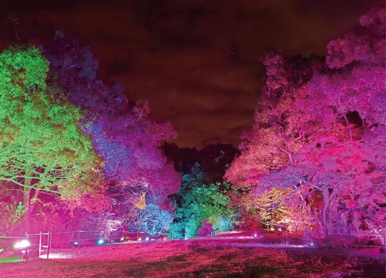 ムーミンバレーパーク　ナイトウォーク　イルモリノオト