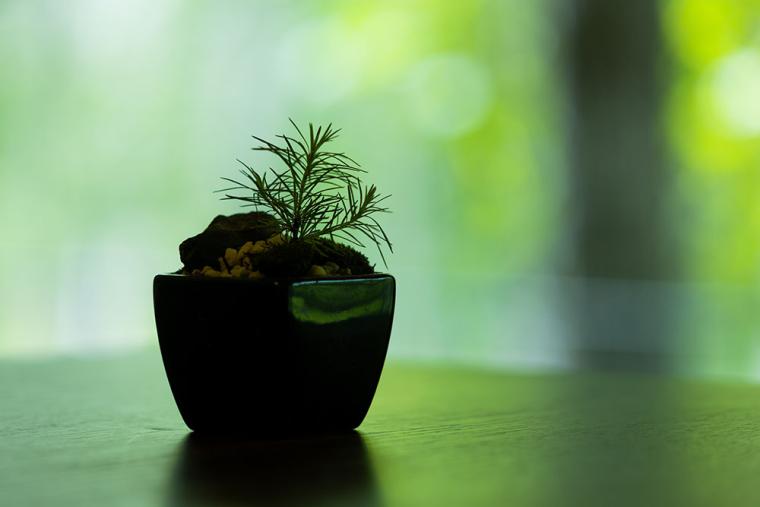 ニセコ「坐忘林（ざぼうりん）」客室