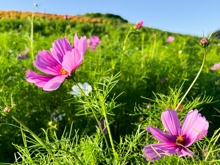 サイクリングのゴールはコキアが美しい「国営ひたち海浜公園」