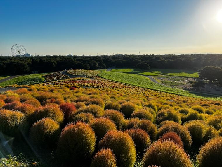 サイクリングのゴールはコキアが美しい「国営ひたち海浜公園」